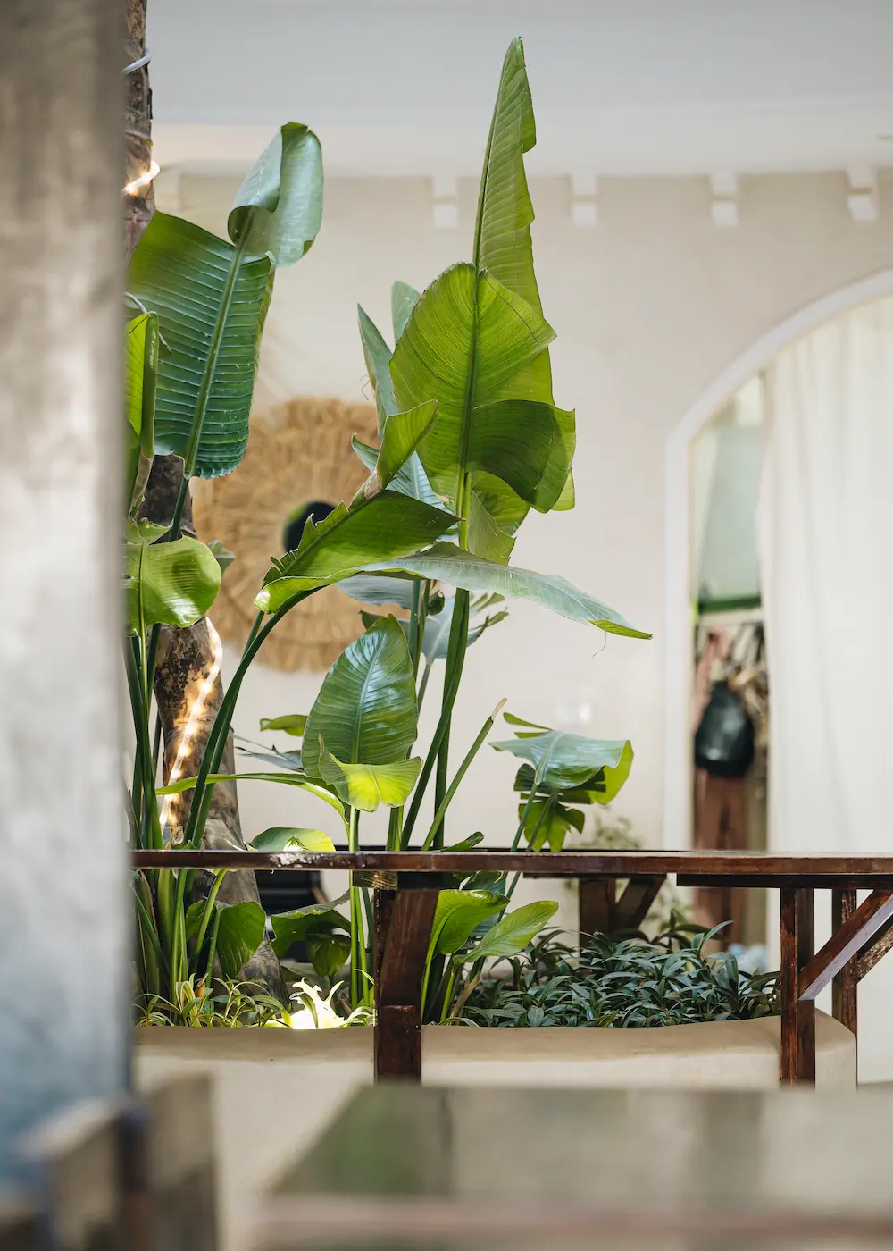A banana plant growing in the middle of the lobby
